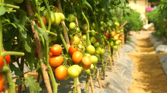 Fresh organic tomato vine in farm with morning sun