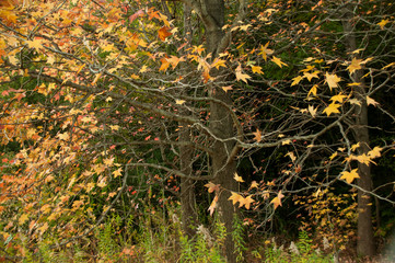 兵庫県高砂市・風に揺れる黄葉・楓