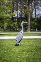 Fototapeta premium Great Blue Heron (Ardea herodias) on the grass in the park