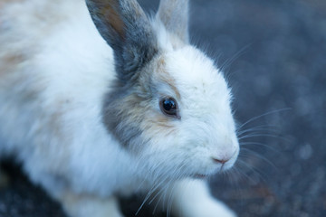 Cute rabbits in rabbit island