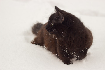 Beautiful fluffy black cat with yellow eyes on white snow winter