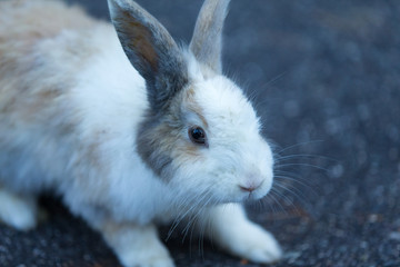 Cute rabbits in rabbit island