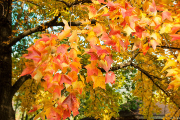 兵庫県高砂市・風に揺れる黄葉・楓