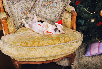 Funny chihuahua dog show belly lying on a armchair in new year decorate interior