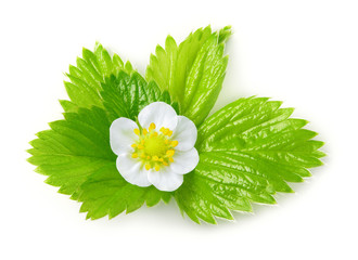 Strawberry leaves with flower isolated on white background. Macr