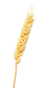 Wheat ear with grain isolated on white background.
