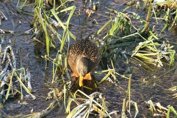 duck on the water  8