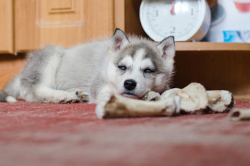 Siberian Husky puppy with bone lying on red carpet at home.