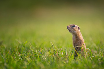 Naklejka na ściany i meble Ground Squirrel Standing on Meadow and Looking into The Distance