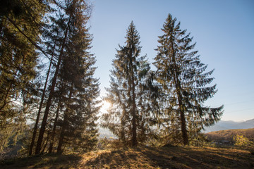 Abendsonne bricht durch den Wald