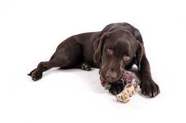 Brown labrador