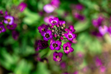 Fototapeta na wymiar Beautiful spring flowers