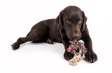 Brown labrador
