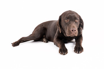 Brown labrador