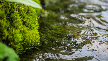 moss on stone in mountain river closeup
