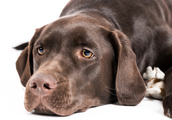 Brown labrador
