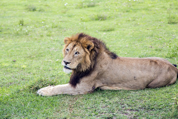 Naklejka premium Big male African lion Panthera leo with a beautiful thick mane and scars on the skin resting on a meadow in the Ngorongoro Crater, national park Tanzania.