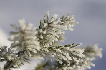 Branch of a Christmas tree with hoarfrost