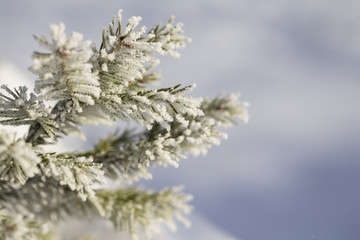 Branch of a Christmas tree with hoarfrost