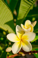 Mediteranean flowers