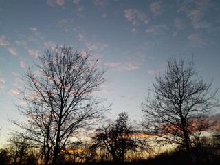 Fototapeta na wymiar kahle Bäume im Sonnenuntergang