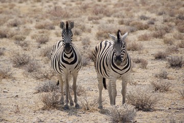 Obraz premium Identical twins of Burchell's zebras in Etosha National Park, Namibia