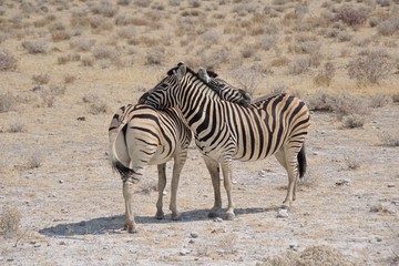 Obraz na płótnie Canvas Two Burchell's zebras hugging each other in Etosha National Park, Namibia