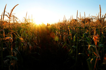 Corn Growing Stalks Cob Kernels Ready for Harvest