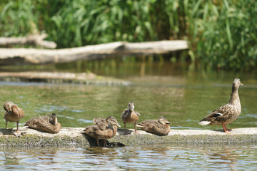 birds