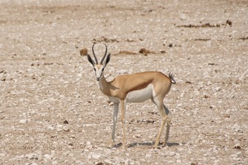 Slender springbok on the alert