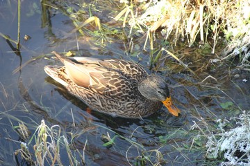 duck on the water  4