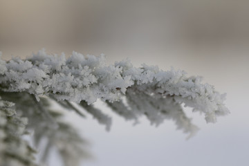 Branch of a Christmas tree with hoarfrost