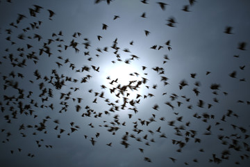 Flock of Black Birds in Motion Against Dark Sky