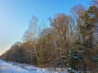 Foto auf Leinwand Beautiful winter forest/Beautiful winter forest © dianacrimea