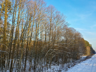 Beautiful winter forest/Beautiful winter forest