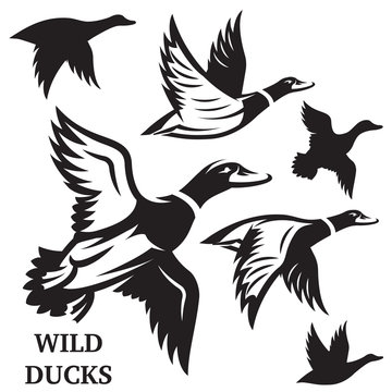 Vector Set Of Flying Wild Ducks. Vector Illustration.