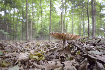 Obraz premium mushroom