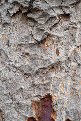 Gray bark