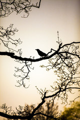 black silhouette of a raven perched on the bare branches of a tree
