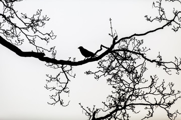black silhouette of a raven perched on the bare branches of a tree