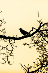 black silhouette of a raven perched on the bare branches of a tree