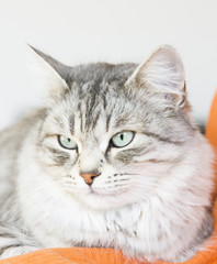 Naklejka na ściany i meble beautiful female silver cat of siberian breed in the house