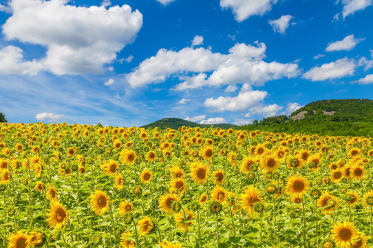 
Sunflower field 