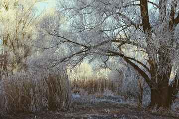 rime frost landscape at Havel river (Brandenburg - Germany)