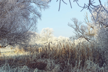 rime frost landscape at Havel river (Brandenburg - Germany)
