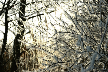 rime frost landscape at Havel river (Brandenburg - Germany)