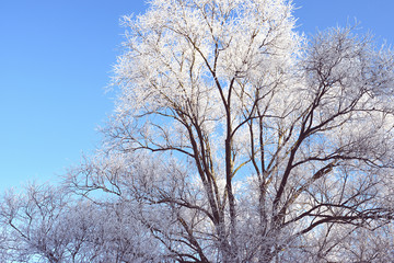 rime frost landscape at Havel river (Brandenburg - Germany)