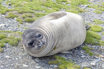 Elephant Seal