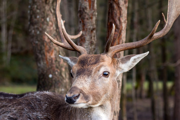Hirsch im Wald, Nahaufnahme