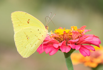 Female Cloudless Sulphur butterfly feeding on a hot pink Zinnia